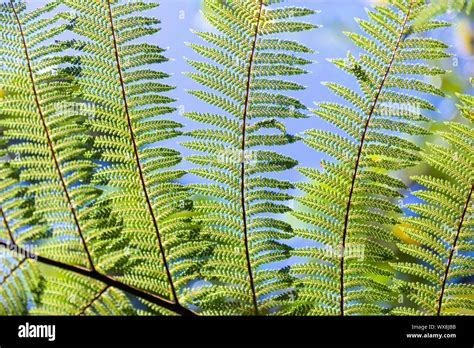 An image of a typical fern leaf in New Zealand Stock Photo - Alamy