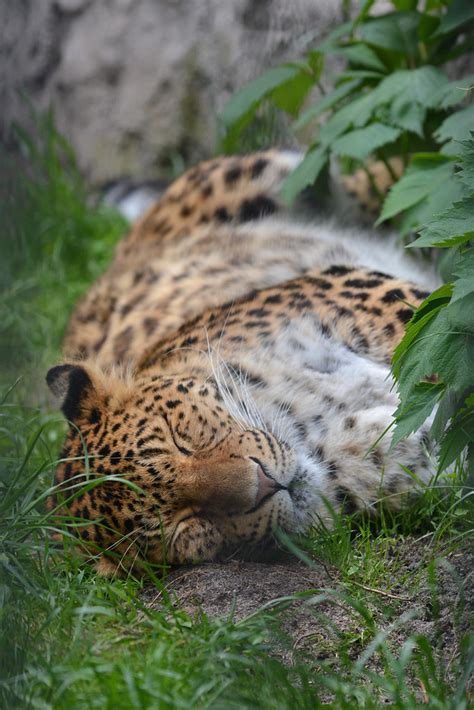 North China Leopard Noord Chinese Panter Panthera Pardus Flickr