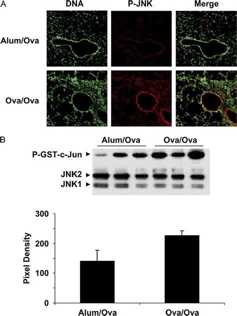 Activation Of C Jun N Terminal Kinase Jnk And Phosphorylation Of Download Scientific Diagram