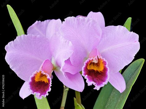 Cattleya Percivaliana Summit Fcc Aos A Highly Awarded Cultivar Of A