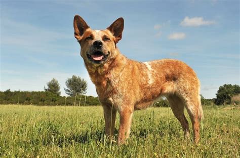 Red Heeler [Appearance, Temperament & Care] | All Things Dogs