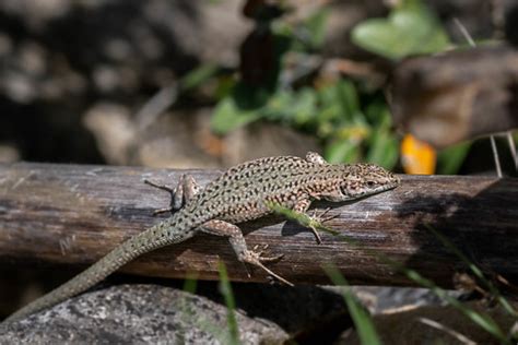 L Zard Catalan Catalonian Wall Lizard Podarcis Liolepi Flickr