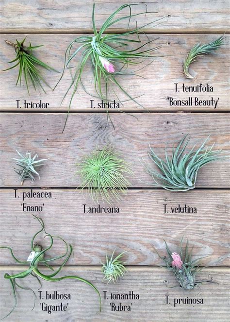 6 Basic Methods To Maintain Your Air Vegetation To Life Plants Types Of Air Plants Air