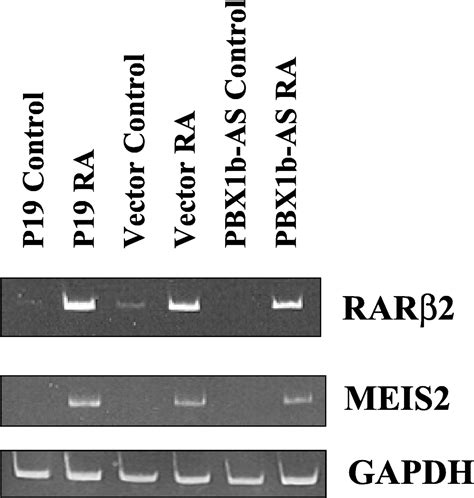 Pre B Cell Leukemia Transcription Factor Pbx Proteins Are Important