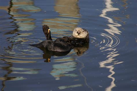 Sea Otters Eating Sea Urchins