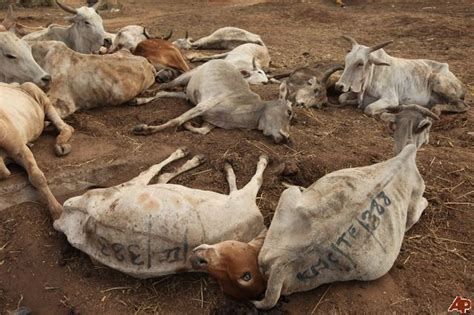 FAO delivers animal feed to drought-stricken families as situation in ...