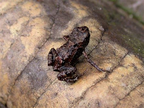 Tiny Frogs The 12 Smallest Frogs In The World A Z Animals