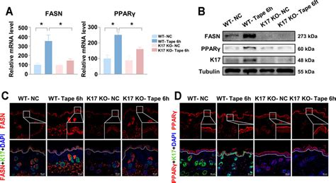 Frontiers Keratin Is Required For Lipid Metabolism In