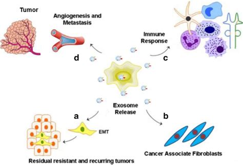 Role Of Exosomes In Sustaining Cancer Resistance Networks Exosome