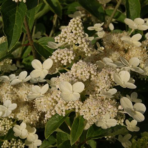 Hydrangea Paniculata Prim White Find Haveplanter