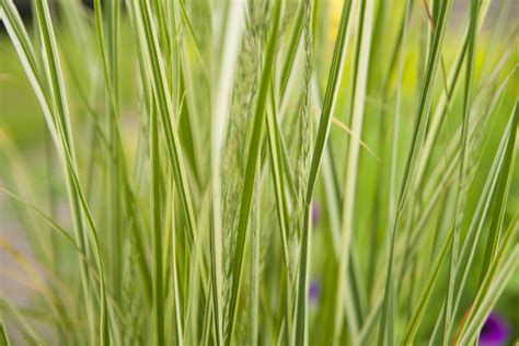 Calamagrostis Overdam Scott Weber Flickr