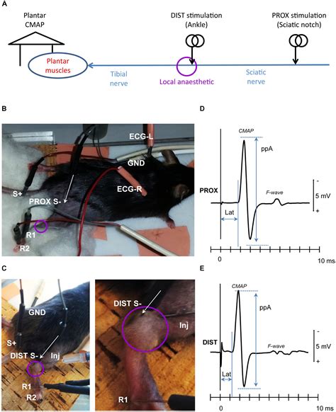 Frontiers An In Vivo Mouse Model To Investigate The Effect Of Local