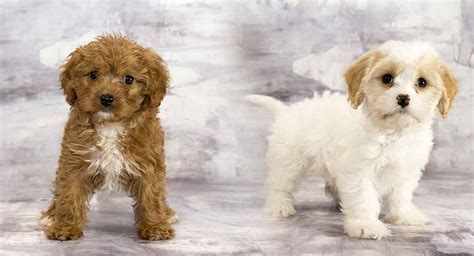 Cavachon Vs Cavapoo Whats The Difference Between These Hybrids