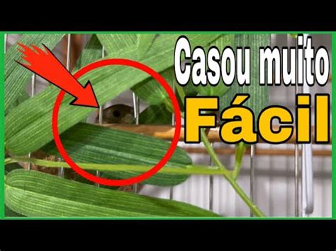 Resultado De Como Casar Coleiro Papa Capim Na Muda De Penas Youtube