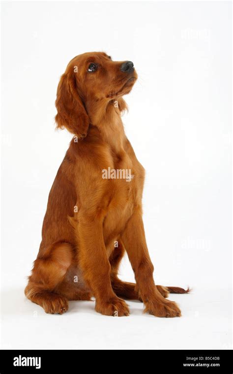 Irish Setter Puppy Hi Res Stock Photography And Images Alamy