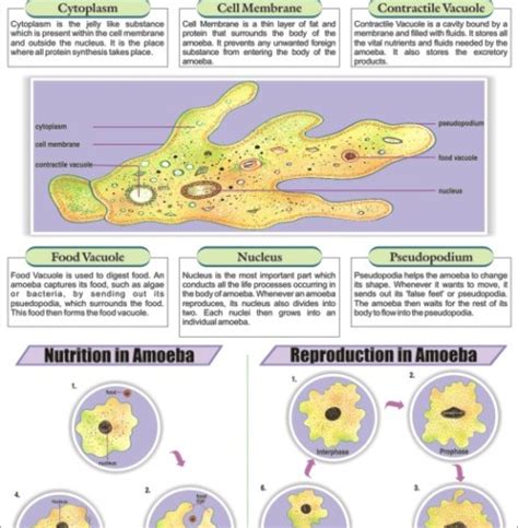 Amoeba Chart Amoeba Chart Manufacturer Hospital Amoeba Chart Suppliers Amoeba Chart Hospital