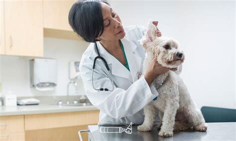 Tips For Making Your Pets First Vet Visit A Success Zoetis Petcare