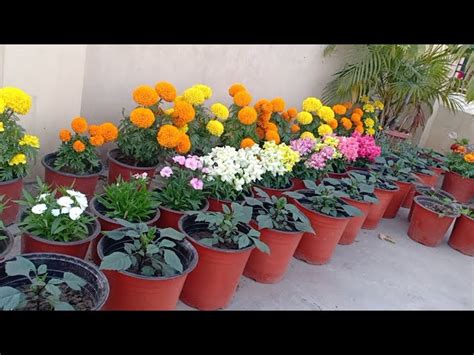 My Terrace Garden Flowers Overview Prepared Gardener