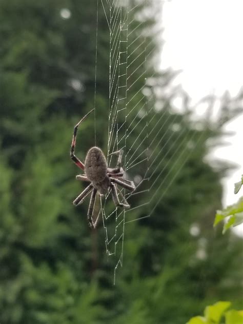 A new friend making his web on my porch.