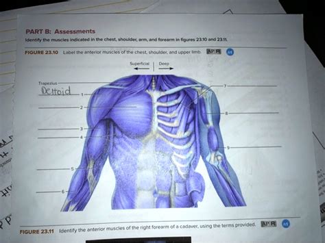 Solved Part B Assessments Identify The Muscles Indicated In The Chest