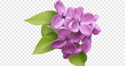 Common Lilac Flower Lilac Purple Violet Color Png Pngwing