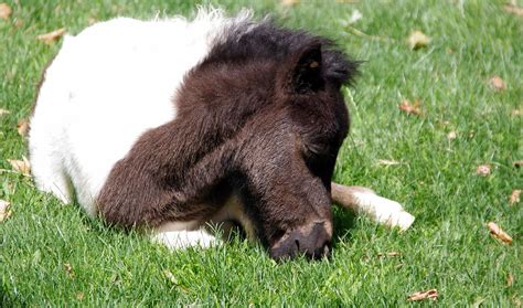 Baby Miniature Horse Photograph by Jeff Lowe