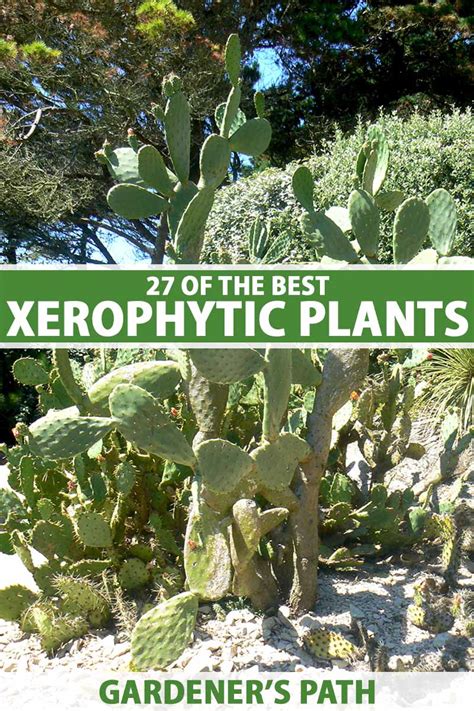 Xerophytic Plants List