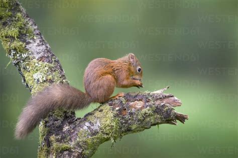 Fressendes Eurasisches Rotes Eichhörnchen Auf Baumstamm Lizenzfreies