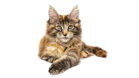 Choisir Un Chaton Maine Coon Guide Complet Chats Et Chiens