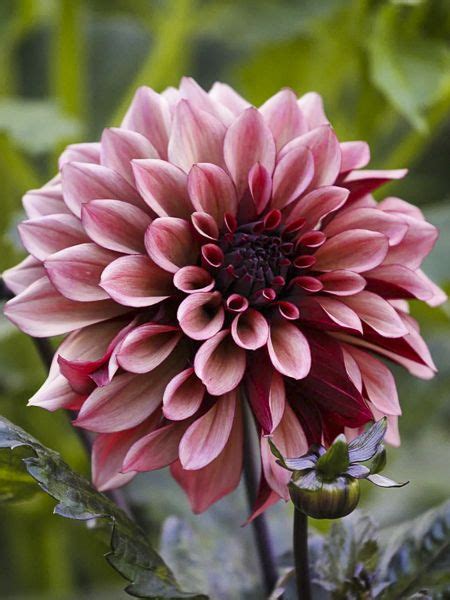 Dahlia D Coratif Night Silence Dahlia Gpe D Coratif Night Silence