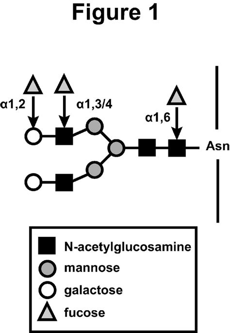 The Four Types Of N Glycan Fucosylation In Mammals N Glycans Are