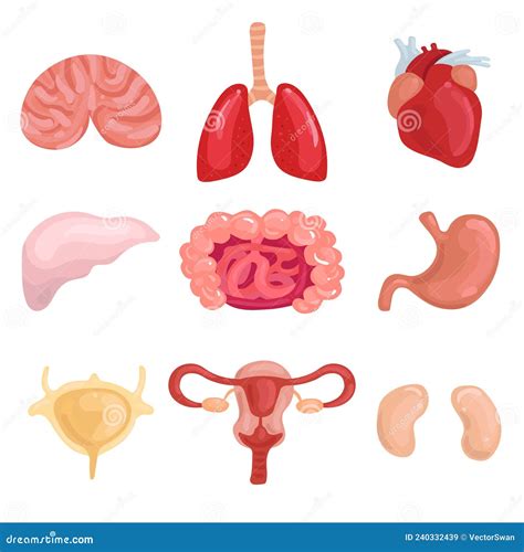 Conjunto De Rg Os Internos Humanos Ilustra O Do Vetor Ilustra O De