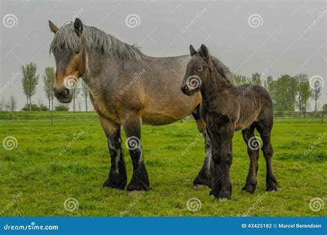 Farm Animals - Dutch Draft Horse Stock Photo - Image of farm, draft ...