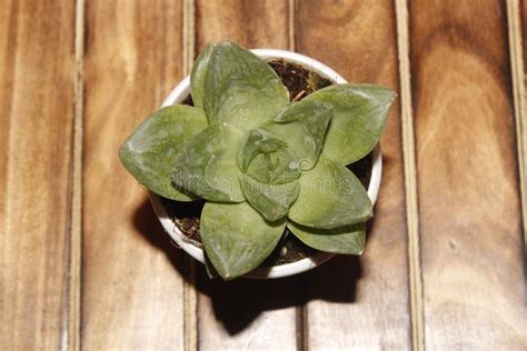 Planta Suculenta Folhas Num Vaso Branco Colocado Numa Mesa De