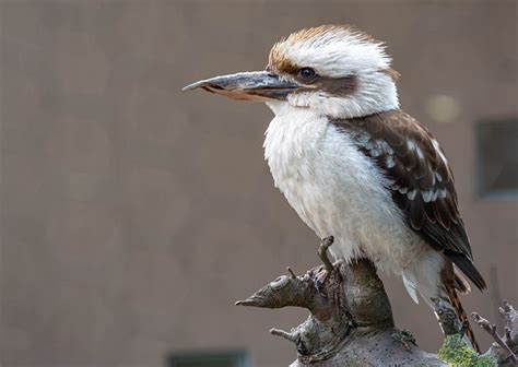 Tertawa Kookaburra Burung Duduk Foto Gratis Di Pixabay Pixabay