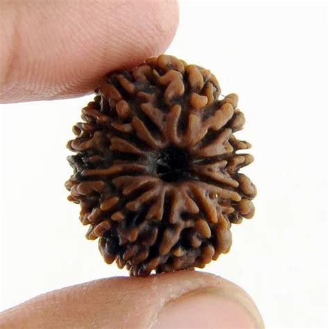 Rudraksha 11 Mukhi Nepali Rudraksha 100 Original And Certified Eleven