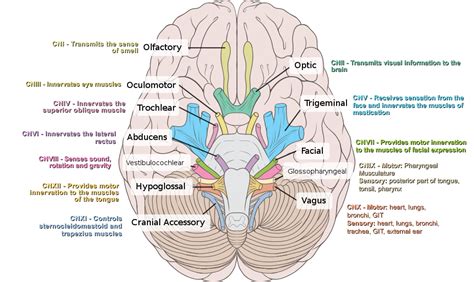 Cranial Nerves Functions Diagram Quizlet