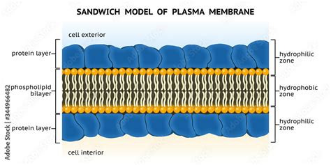 Illustrazione Stock Sandwich Model Of Plasma Membrane Davson Danielli