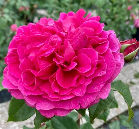 Gabriel Oak rosa inglese - Vittori Vivai Forlì Cesena