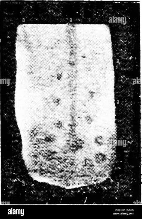 The Mammary Apparatus Of The Mammalia In The Light Of Ontogenesis