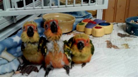 Sun Conure Babies Youtube