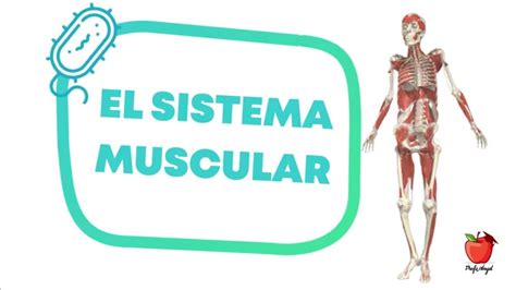 El Sistema Muscular Aprende Desde Casa Youtube