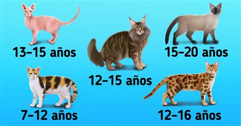 Cuántos años viven los gatos de diferentes razas Ideas En 5 Minutos