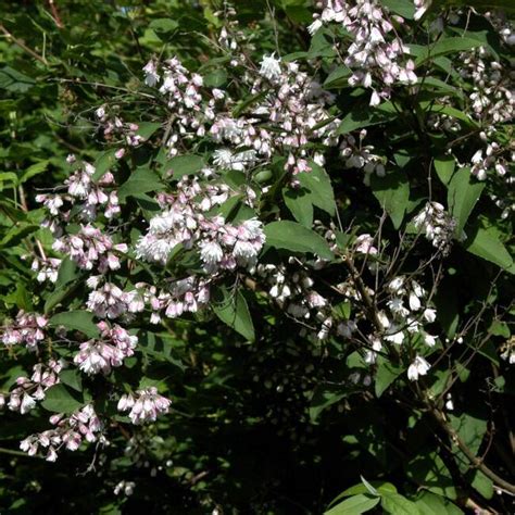 Deutzia Scabra Plena Gef Llter Sternchenstrauch Beste