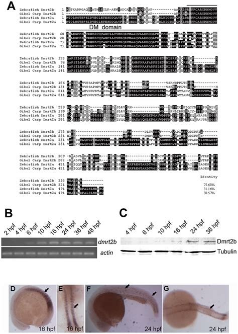 Molecular Characterization And Expression Pattern Of Zebrafish Dmrt2b