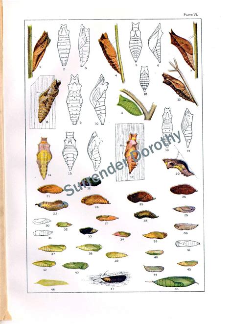 Butterfly Cocoon Chart Edwardian Entomology 1900 Natural | Etsy