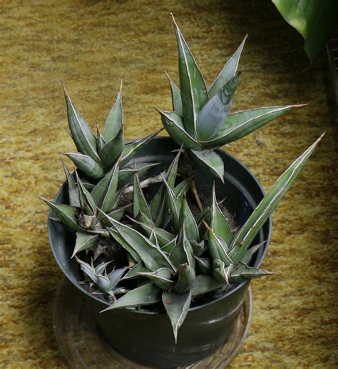 Photo Of The Entire Plant Of Sansevieria Dracaena Pinguicula Posted