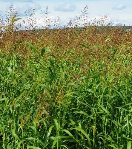 Columbus Grass Sorghum X Almum Feedipedia