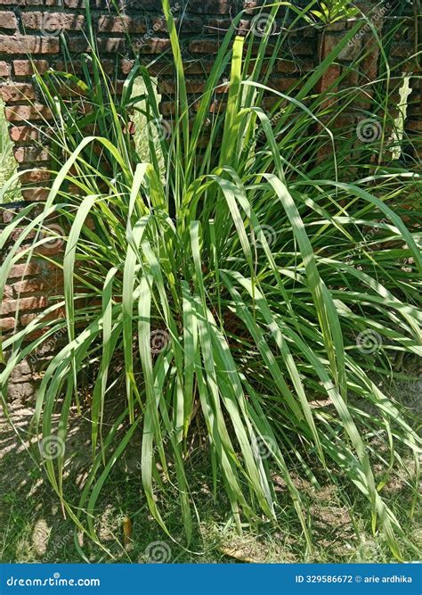 Lemon Grass Plant And X28 Cymbopogon Citratusand X29 Medicinal Live Plant And X28 Home And Gardenand X29