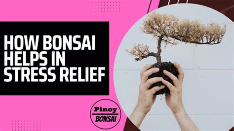 How Bonsai Helps In Stress Relief Pinoy Bonsai